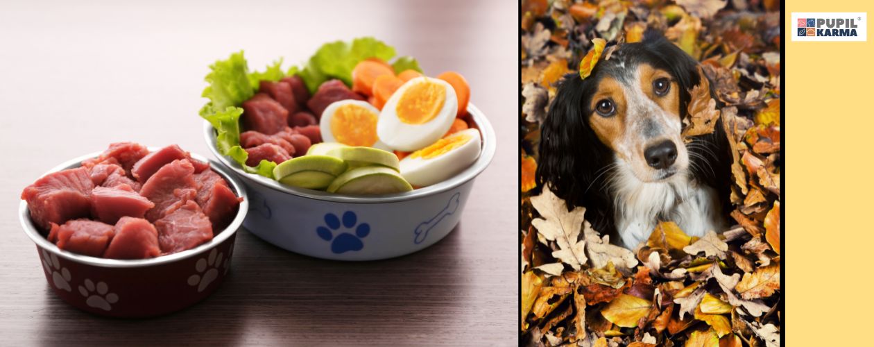 Zmiana diety jest konieczna. Z lewej strony zdjęcie dwóch misek dla psa. W jednej jest mięso, w drugiej warzywa. Dalej zdjęcie psaw liściach jesiennych i po prawej żółty pas z logo pupilkarma. 